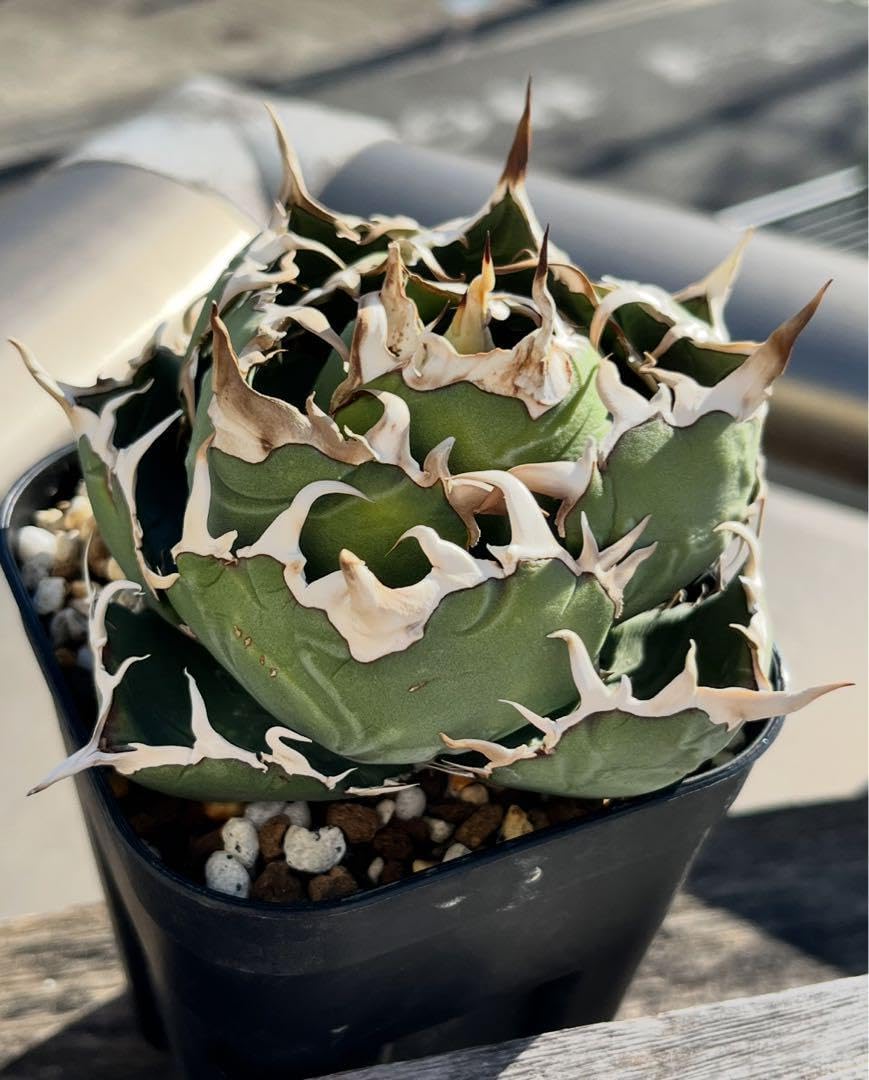 アガベ 白鯨 lize産 子株 アガベ 白鯨 lize産 子株