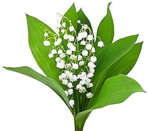 6 plantas grandes, frescas y regordetas de lirio de los valles de raíz desnuda para florecer el próximo mayo