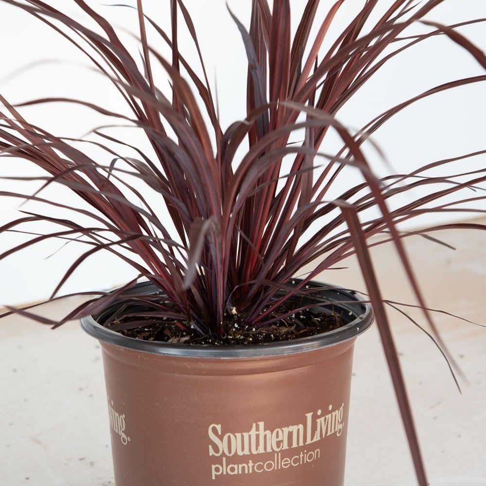 Design-A-Line Cordyline (2.5 Quart) Tall Evergreen Grass-Like Perennial with Burgundy-Purple Foliage - Full Sun to Part Shade Live Outdoor Plant - Southern Living Plants