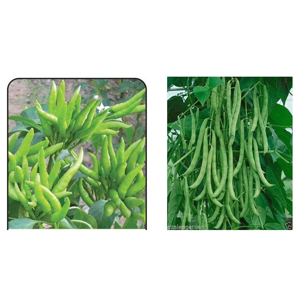 Seedscare Omaxe Brand - Pepper Chilli Hybrid Bengali Surajmukhi Type Seeds (Pack of 50, 2 Packets) & Pole Climbing Bean, Green Bean, Phaseolus Vulgaris Vegetable Seeds (Pack of 30 Seeds) Combo (B087CP5VKQ) Amazon Price History, Amazon Price Tracker