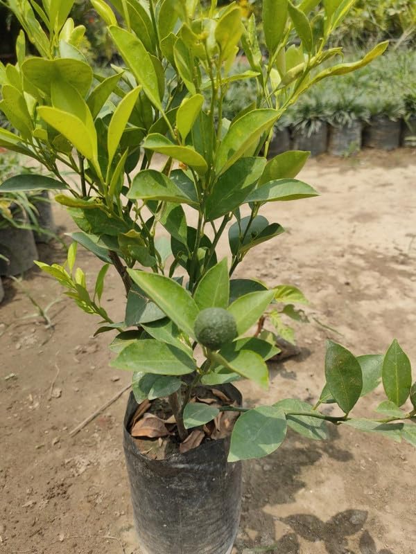 Image of Thai All Time SeedLess Lemon Plant Nimbu Plant Nibu plant All time Hybrid Lemon tree Plant Height 1.5 Ft(Pack Of 1),CF L30