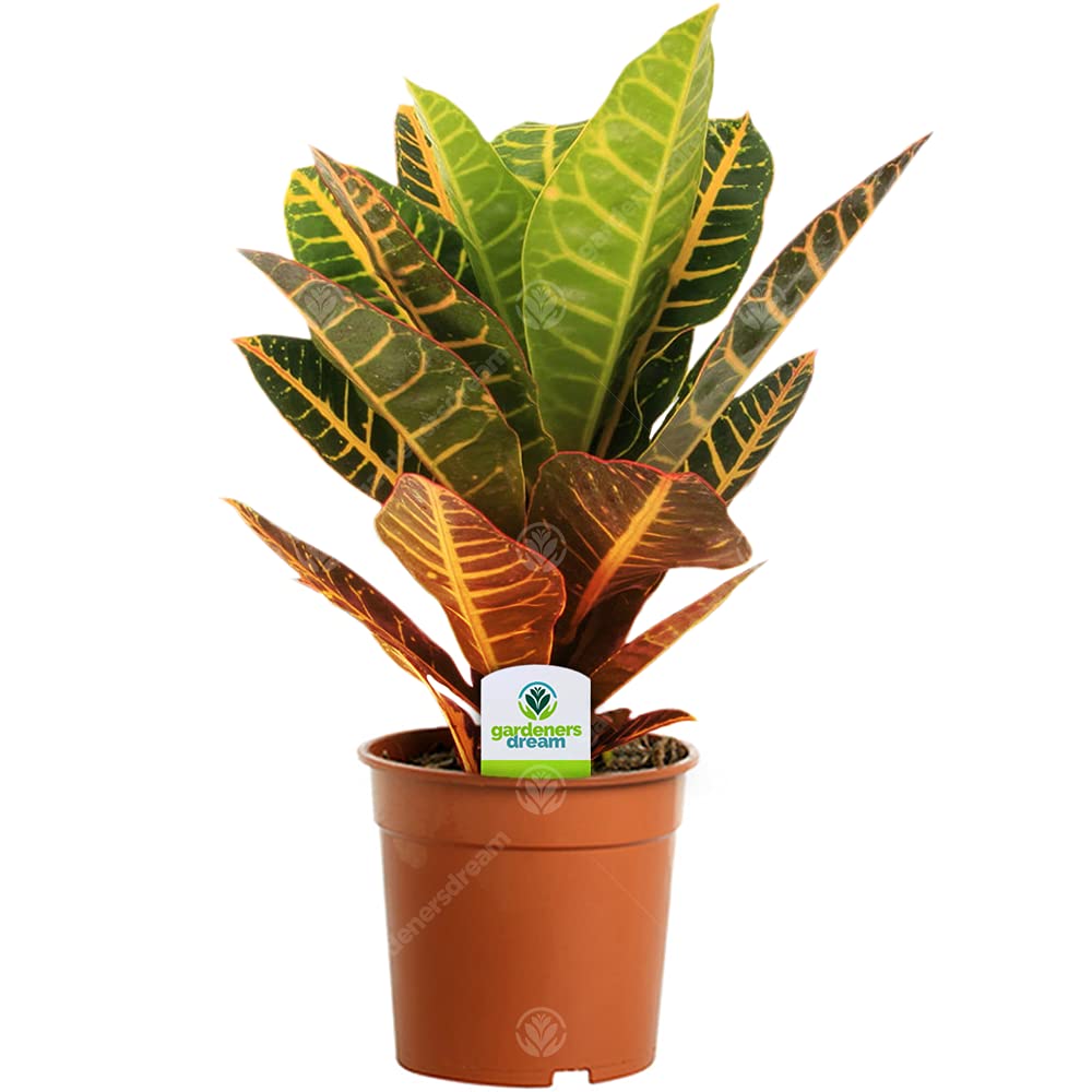 Codiaeum Petra - 1 Plant - House/Office Live Indoor Plant Tree in 12cm Pot