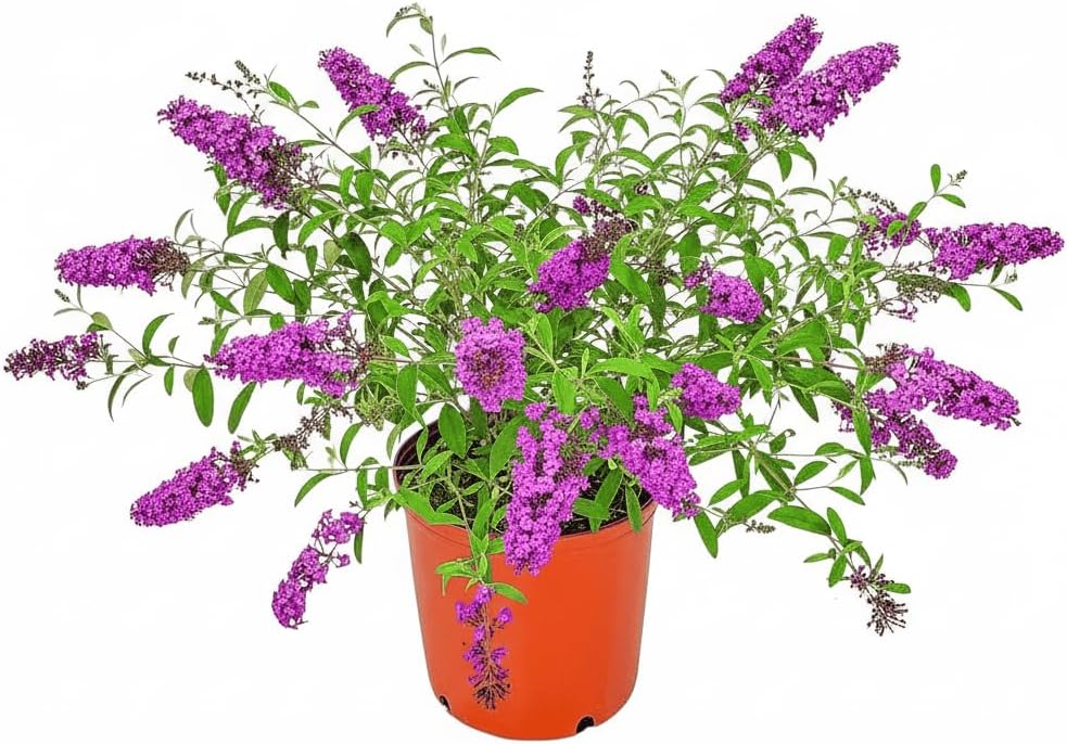Buddleia Bush Royal Purple - Live Flowering Plant - Overall Height 18" to 24" - Tropical Plants of Florida (Plant Only)