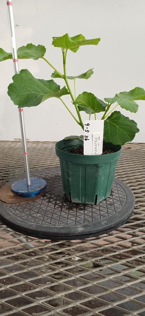 Amazon｜イチジク苗木 Black Madeira ブラックマデイラ｜観葉植物