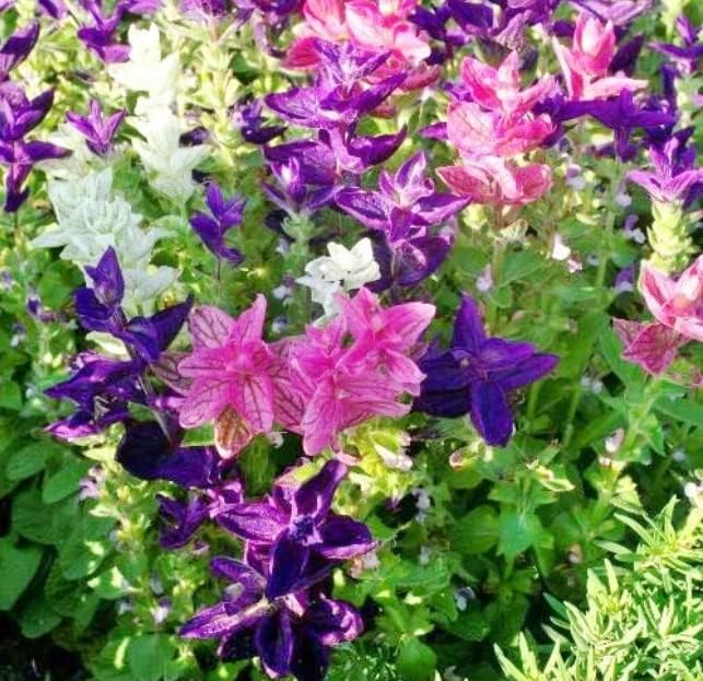 Tricolor Mix Clary Sage Semillas de flores para plantar (100 semillas)