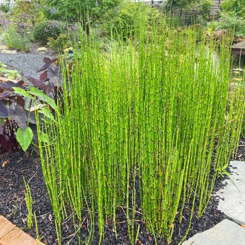 Semi di equiseto hyemale, prodotti sostenibili semi di medicinali resistenti per il giardino copertura del terreno, perenne acquatiche 400pcs