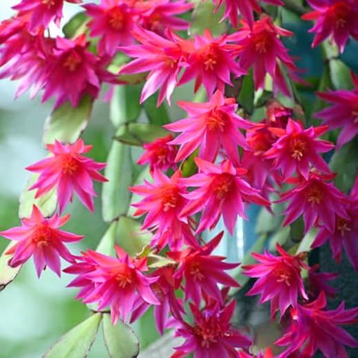 Pink Easter Cactus Plants for Indoor Decor