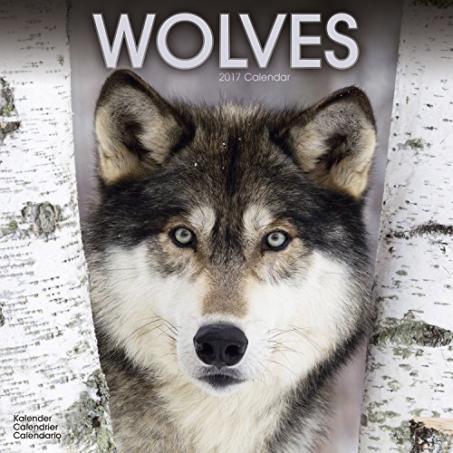 Wolf Calendar - Wolves Calendar - Calendars 2016 - 2017 Wall Calendars - Animal Calendar - Wolves 16 Month Wall Calendar by Avonside