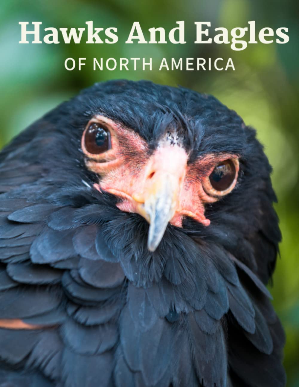 Hawks And Eagles of north america
