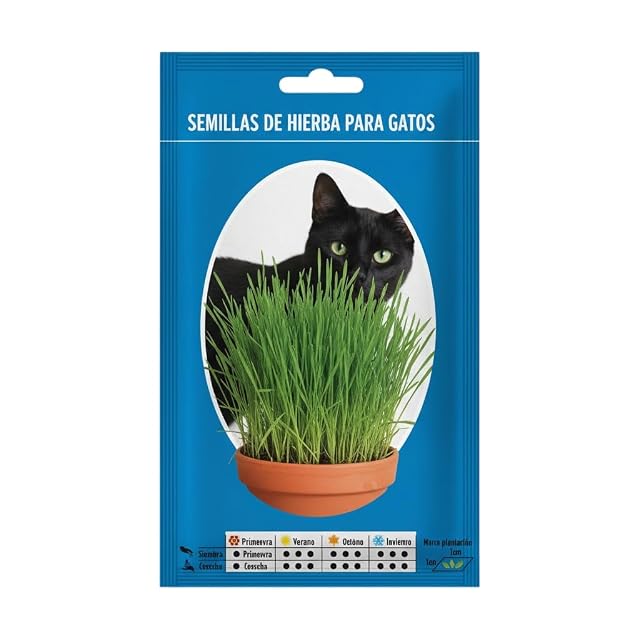 Hierba Gatera para Cultivo Doméstico con Semillas de Crecimiento Rápido para Gatos - DECOALIVE