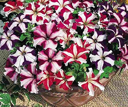 30x GIGANTE petunie COLORATO seme semi di fiori