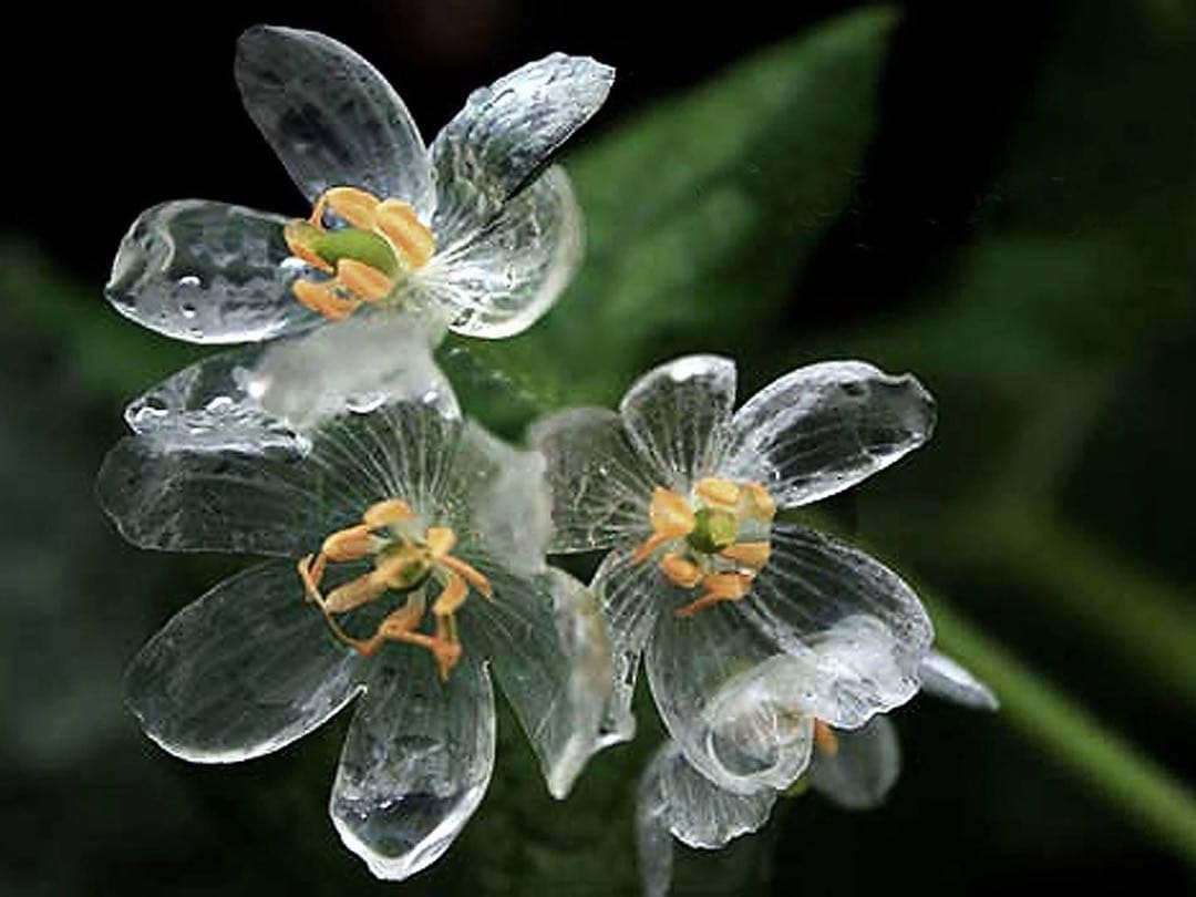 山野草　斑入り　サンカヨウ　5号鉢植え Amazon｜山野草 サンカヨウ苗 5株 11芽｜観葉植物 オンライン通販