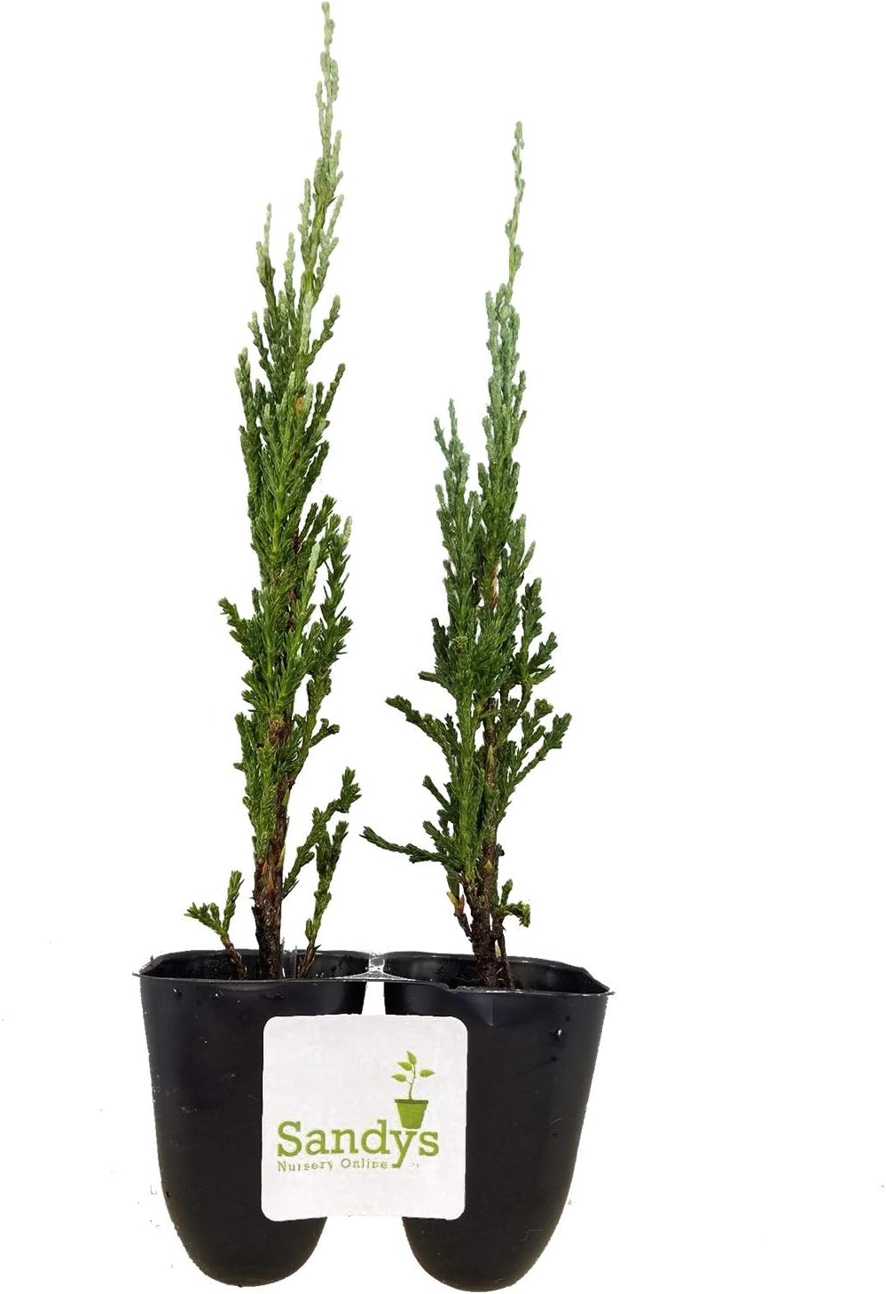 Juniper Scopulorum, Skyrocket Evergreen Tree, Lot of 2 Starter Plants