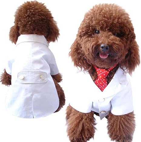 maltese clothes amazon