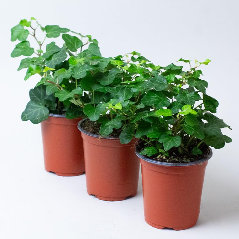 English Ivy Hedera Helix Green– 3 x 9cm Pots – Common Ivy House Plant or Garden Plant