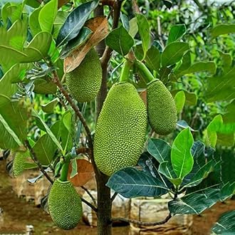vietnam super early jackfruit plant hybrid 1 in Grow Bag_(JACKFRUIT-23