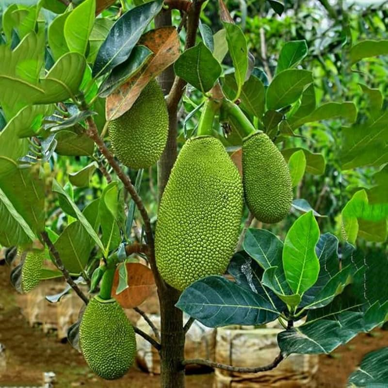 vietnam super early jackfruit plant hybrid 1 in Grow Bag_(JACKFRUIT-23