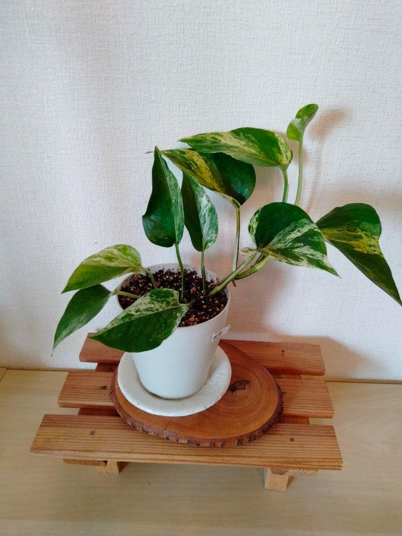 ドラセナ コンシンネ レインボー 観葉植物 インテリアグリーン 室内