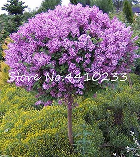 cherry blossom bonsai tree Pink Cherry Blossom Bonsai Tree Seeds