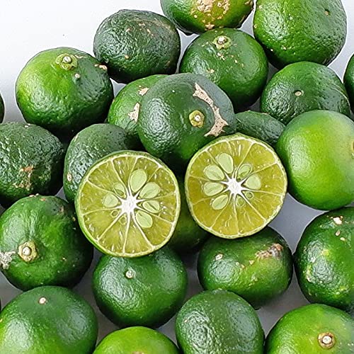 沖縄琉堂 【訳あり】沖縄県産 青切りシークワーサー果実新鮮直送