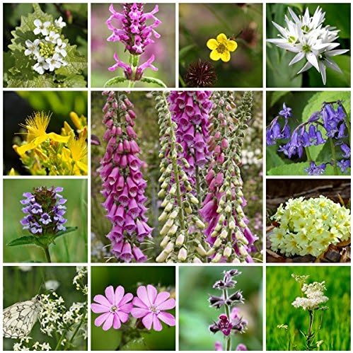 RP Seeds Wildflower Seeds - Woodland & Shade Mix - 2g. 24 Native ...
