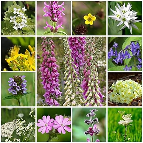 RP Seeds Wildflower Seeds - Woodland & Shade Mix - 2g. 24 Native British Perennial Species. All Seed Bred in The UK Cover