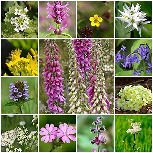 RP Seeds Wildflower Seeds - Woodland & Shade Mix - 2g. 24 Native British Perennial Species. All Seed Bred in The UK.