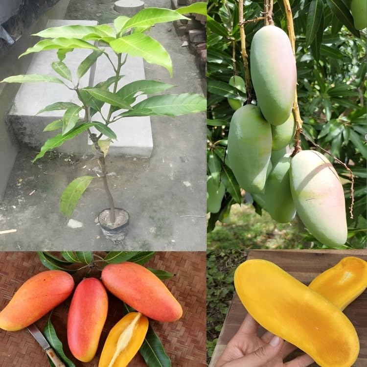 See full amazon price history chart for Eroanvia "Thai Mahachanak Mango Plant Grafted" (Plant Height 2-3 Feet) Fruit After 2 Years Rare Exotic "mahachanok Mango Plant For Garden" Live Fruit Plant For Home Eroanvia "Thai Mahachanak Mango Plant Grafted" (Plant Height 2-3 Feet) Fruit After 2 Years Rare Exotic "mahachanok Mango Plant For Garden" Live Fruit Plant For Home (B0BGNN25YG) Amazon Price History, Amazon Price Tracker
