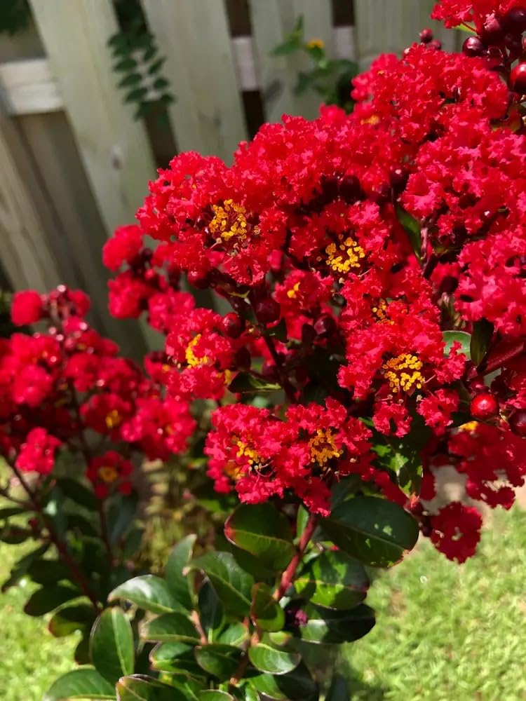 Red Furus Live Flower Plant & Tree (1.5-3.5 Ft Hight) For Your Home Gardening (Hybrid, Pack Of 1) (B0CX1887H4) Amazon Price History, Amazon Price Tracker