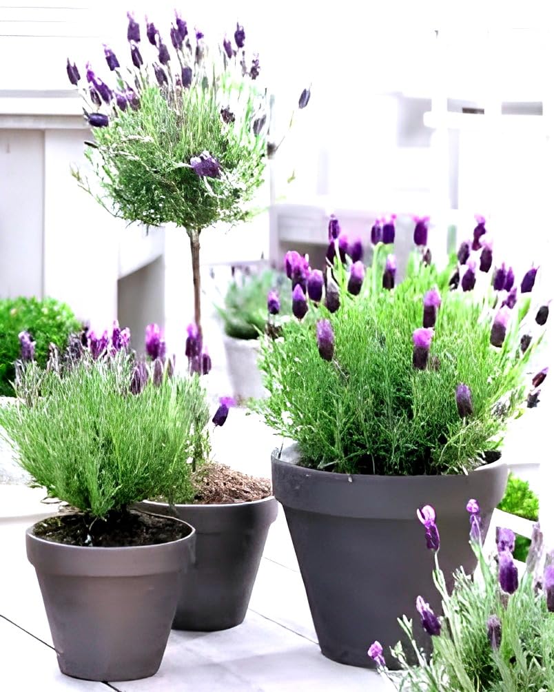 SEILOZBUNIA FARM- A Wonderful Helthy "Lavender Flower " Tree plant || For Home Gardening & Roof Top Garden (pack of 1) || Any kitchen Graden plant/outdoor indoor plant. with Grow Bag (B0CY4GCDGZ) Amazon Price History, Amazon Price Tracker