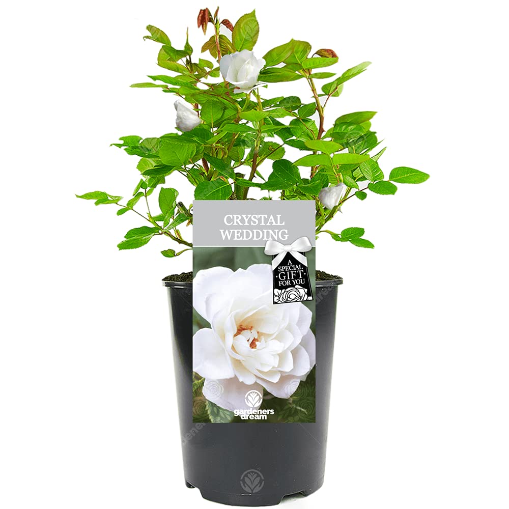Wedding Rose - 15th Crystal Anniversary - Celebrate a Special Couple's Crystal Wedding Anniversary with a Unique Living Plant