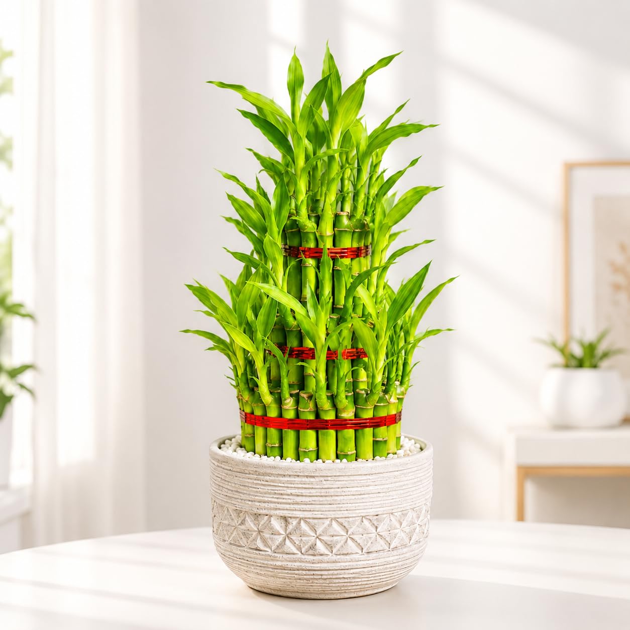 2-Layer Lucky Bamboo Plant for Home and Office Decor | Feng Shui, Grows in Water, Low-Light Thriving, Love and Double Luck, Indoor Plant-image-42