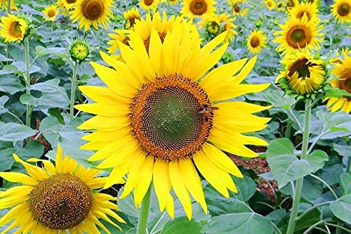 Splendour Seeds - Sunflower Flower Seeds (50 Seeds) (B01MSORF19) Amazon Price History, Amazon Price Tracker