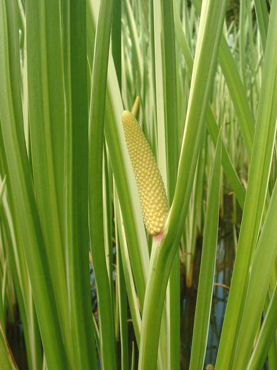 Sweet flag Bach Acorus calamus Bacha Live Plant-image-2