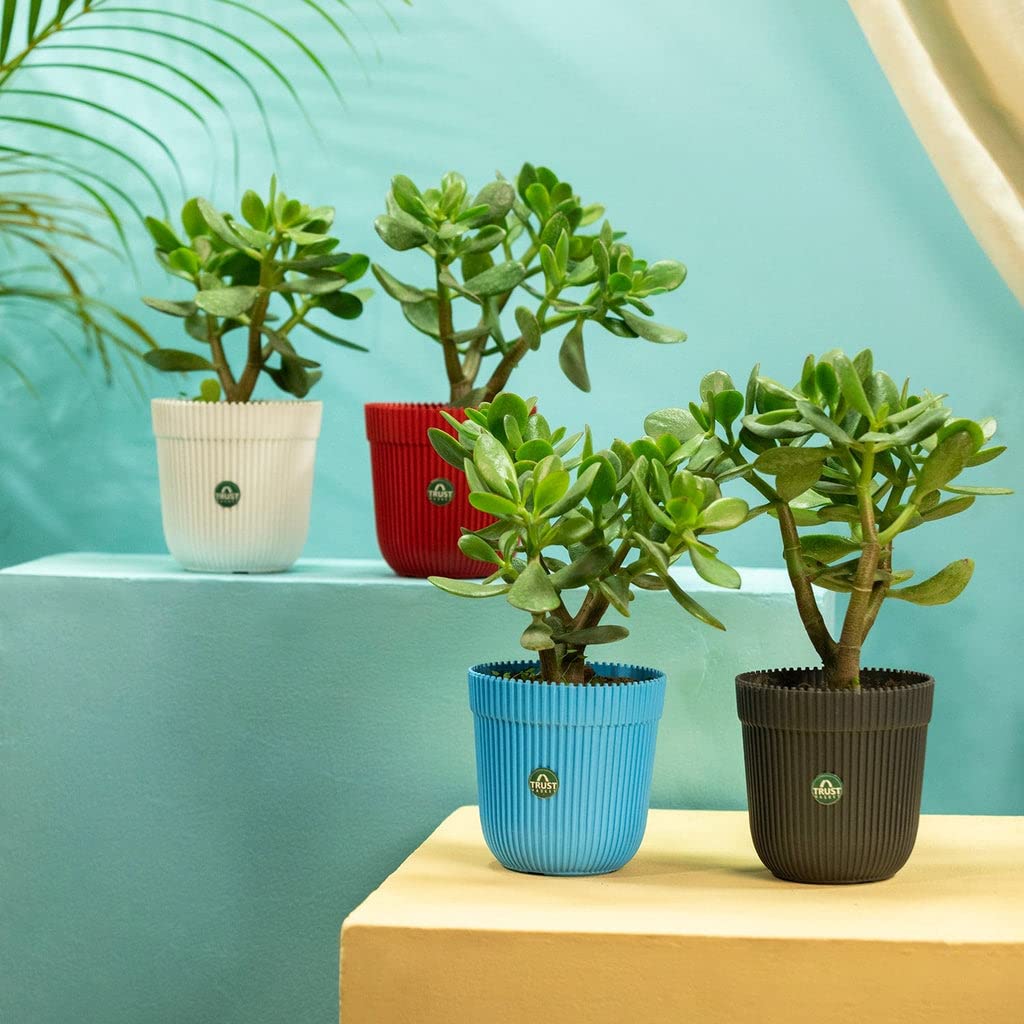 TrustBasket Rim Pot 5 inch Table Top Planter Pot (Pack of 4) | Heavy Duty Plastic Indoor and Outdoor Planter for Home Decor. (B0C3DGWFF3) Amazon Price History, Amazon Price Tracker