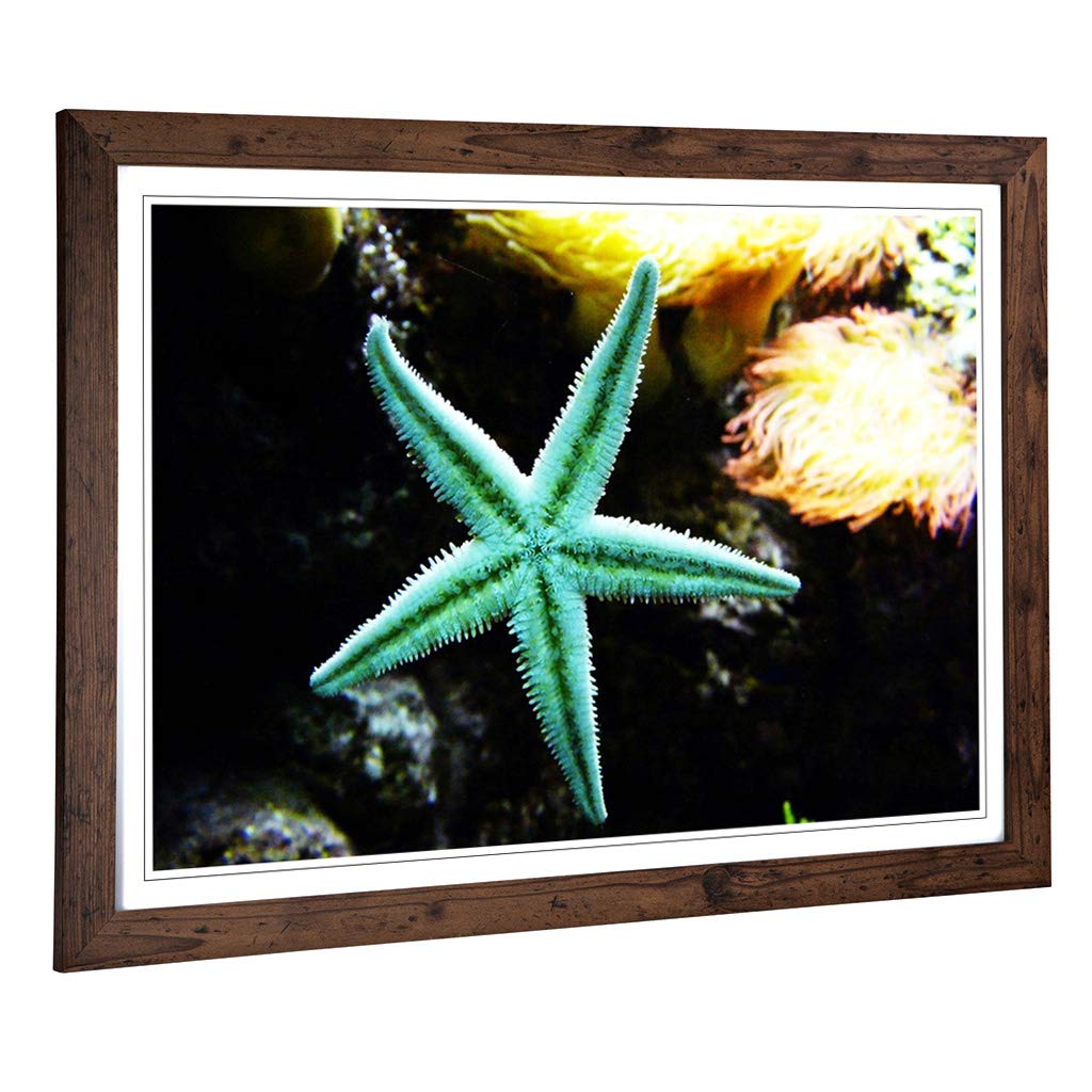 Big Box Art Framed Print of Starfish Design | Wall Art Picture | Home Decor for Kitchen, Living, Dining Room, Lounge, Bedroom, Hallway, Office, Walnut, A2 / 24.5x18 Inch / 62x45cm