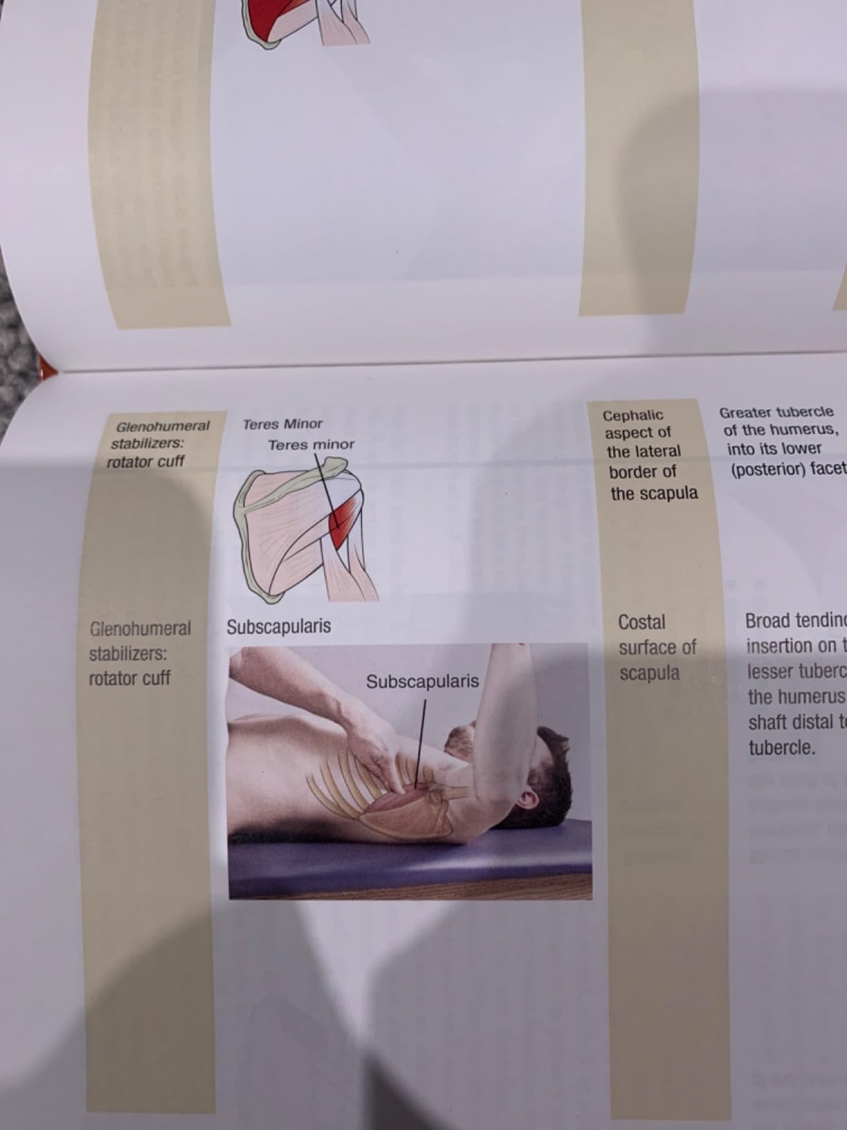 Brunnstrom's Clinical Kinesiology (Clinical Kinesiology (Brunnstrom's)) photo review