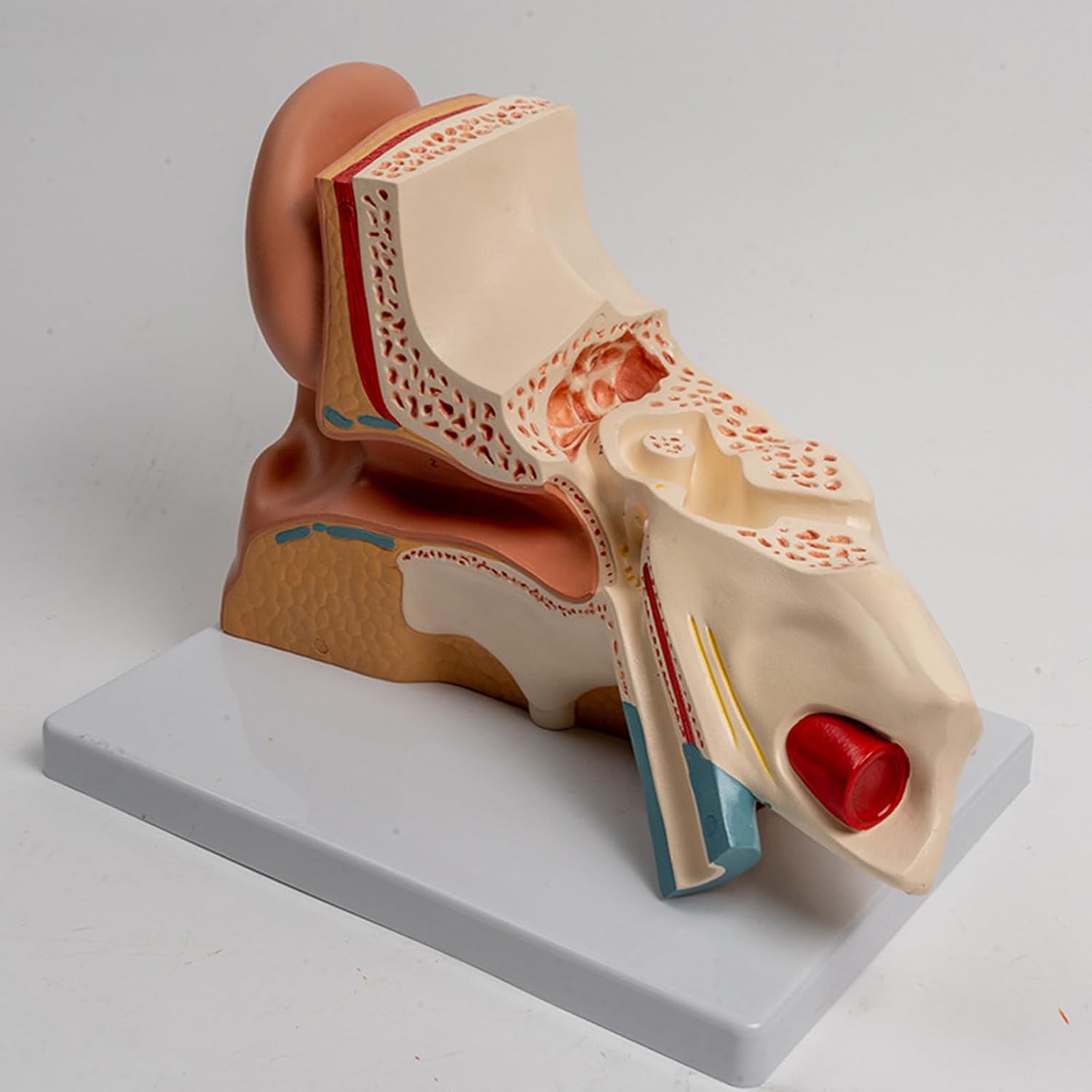 平衡聴覚器，3倍大・4分解モデル，標準型 | 日本スリービー・サイエンティ