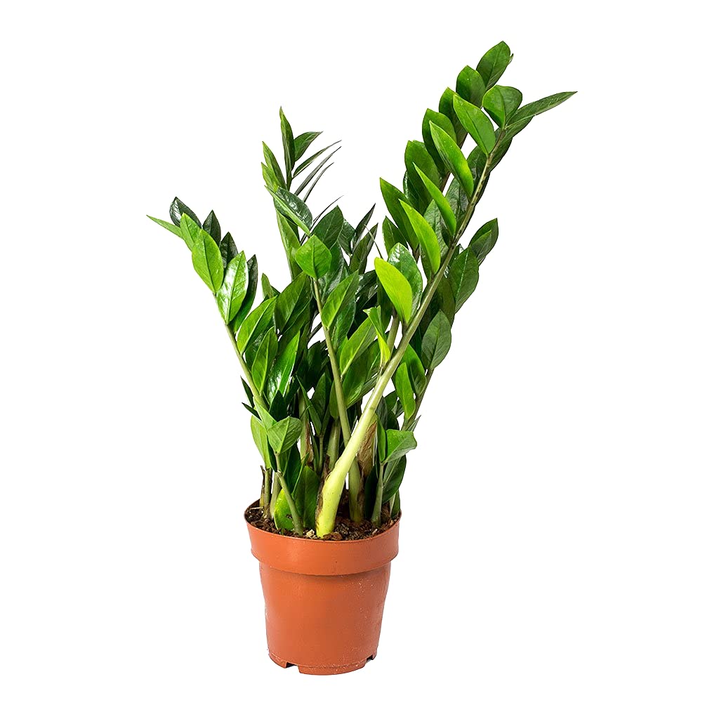 Zamioculcas Zamiifolia Planta Natural de Interior Planza ZZ muy Resistente