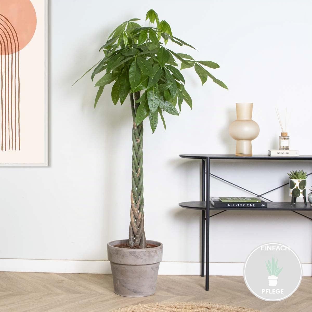 Bloomique - Pachira Aquatica - Glückskastanie - Zimmerpflanzen Groß - Luftreinigend - Pflegeleicht - Höhe 130-150 cm - Topf 27 cm