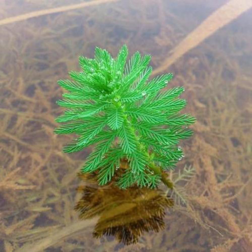 150 piezas Semillas de milenrama para acuario plantas de acuario reales, plantas de terrario (Myriophyllum verticillatum) jardín de regalos, semillas de plantas de interior regalos