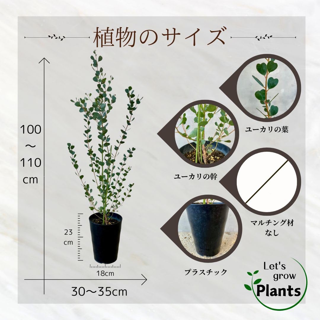 Amazon.co.jp: SUZUHA ユーカリ ウェブステリアナ ハートリーフ 6号