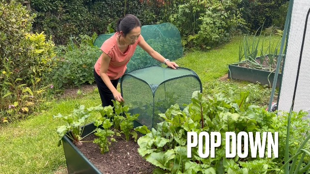Mini serra pop-up, serra da giardino pieghevole, tenda per svernamento delle piante (70*70*80 cm), protegge le piante da vento, pioggia, gelo e neve | Leroy Merlin