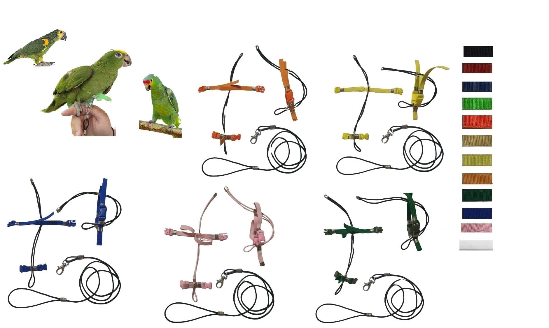 Pettorina para loros amazonas frente azul para evitar escapes con correa de un metro comoda
