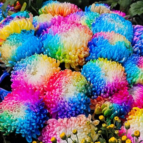 Regenbogen Chrysantheme Samen Zum Pflanzen von Mehrjährigen Blumen Deskorative Chrysantheme Samen Nicht-Gvo Samen Für Garten Blumentöpfe 1000 piezas