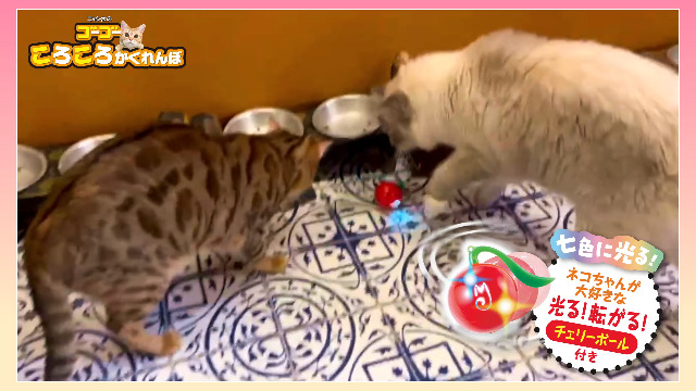 ⭐️ニャンコロ⭐️ Get EX characters in the January issue of CoroCoro Comic, release