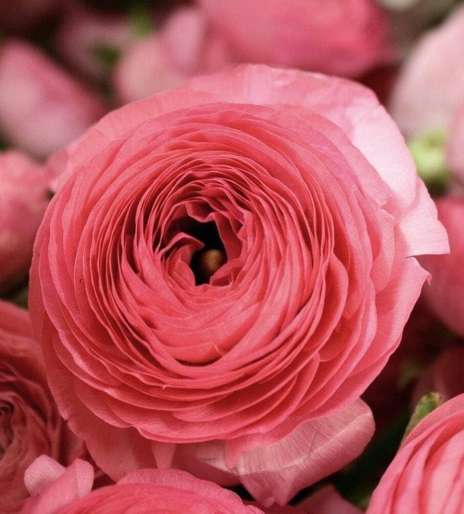 Ranunculus Aviv Rose "Persian Buttercup" - Perennial Ranunculus Bulbs for Planting | Long Lasting Blooms - Perfect Addition to Any Garden (6 Pack)
