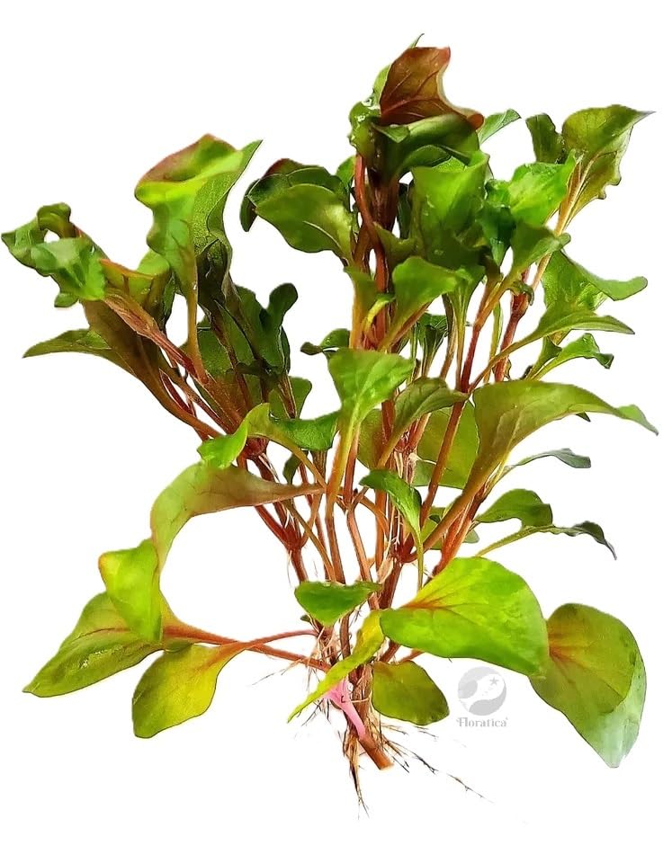 FLORTATICA ¦ Alternanthera Bettzickiana 'Red' Live Aquarium Vivarium Terrariums Paludariums Plants Tropical Fish Tank Vivarium Terrariums Paludariums Shrimp Safe Snail Free (5)