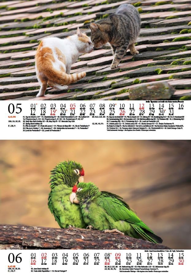 Tierzauber Animal Friends DIN A5 Wall Calendar for 2024 Various Animals and Their Friendships Seelenzauber - Image 4