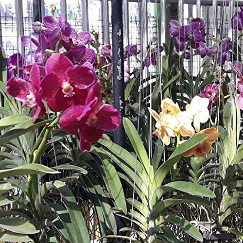 7 ocean Plus Vanda Orchids (Silver, Standard Size)